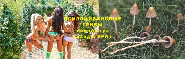 apvp Белокуриха